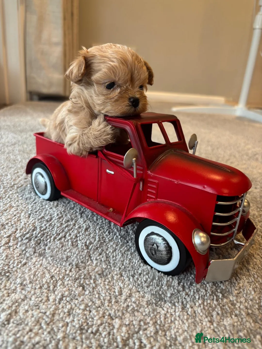 Maltipoo dogs for sale: Maltese cross Asian toy poodle  - Advert 1