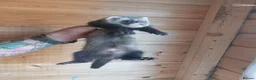 Ferret rodents for sale: Rescue Kits for sale - Advert 21
