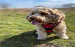 Cockapoo dogs for sale: Beautiful Miniature Cockapoo - Image 4