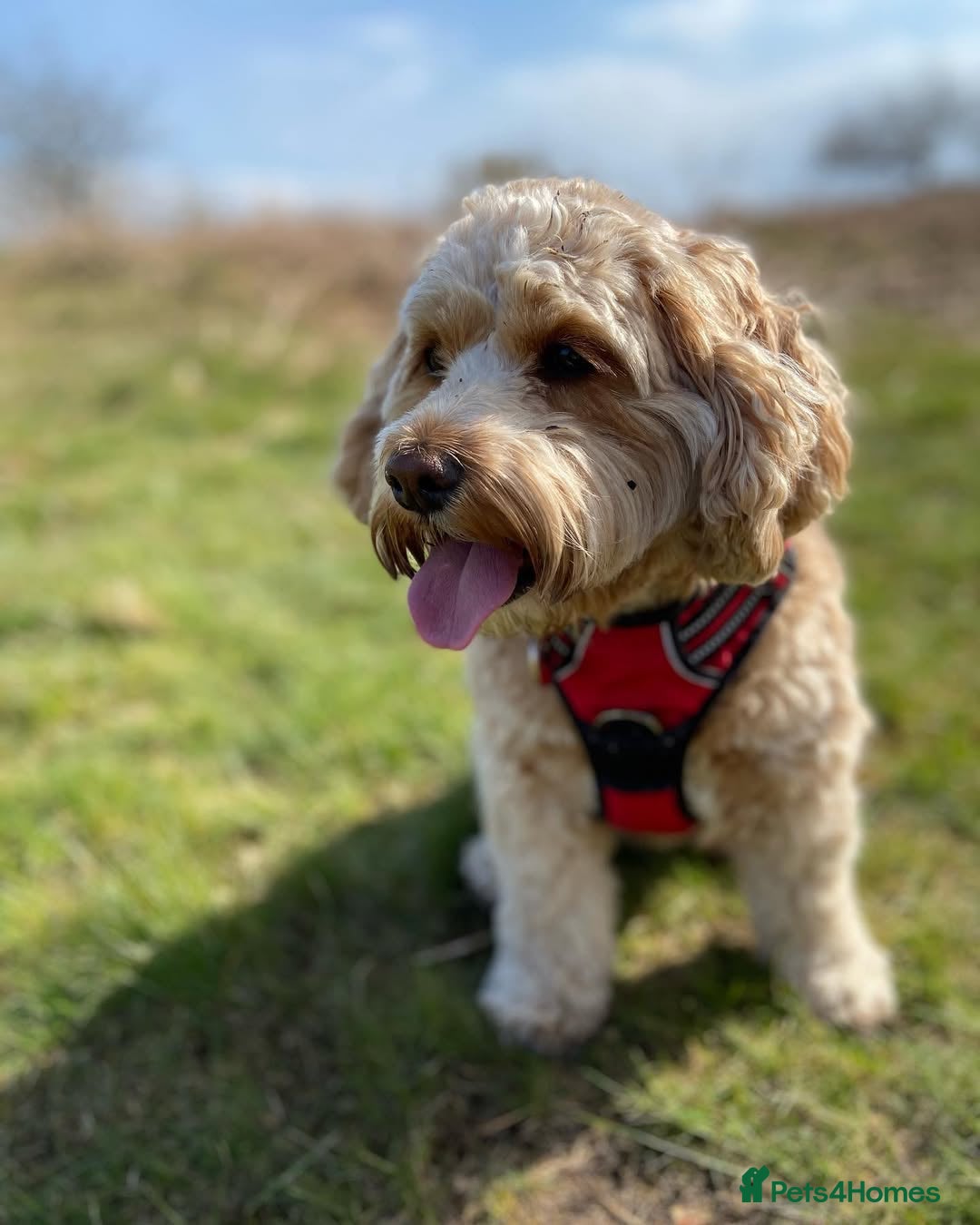 Cockapoo dogs for sale: Beautiful Miniature Cockapoo - Image 4