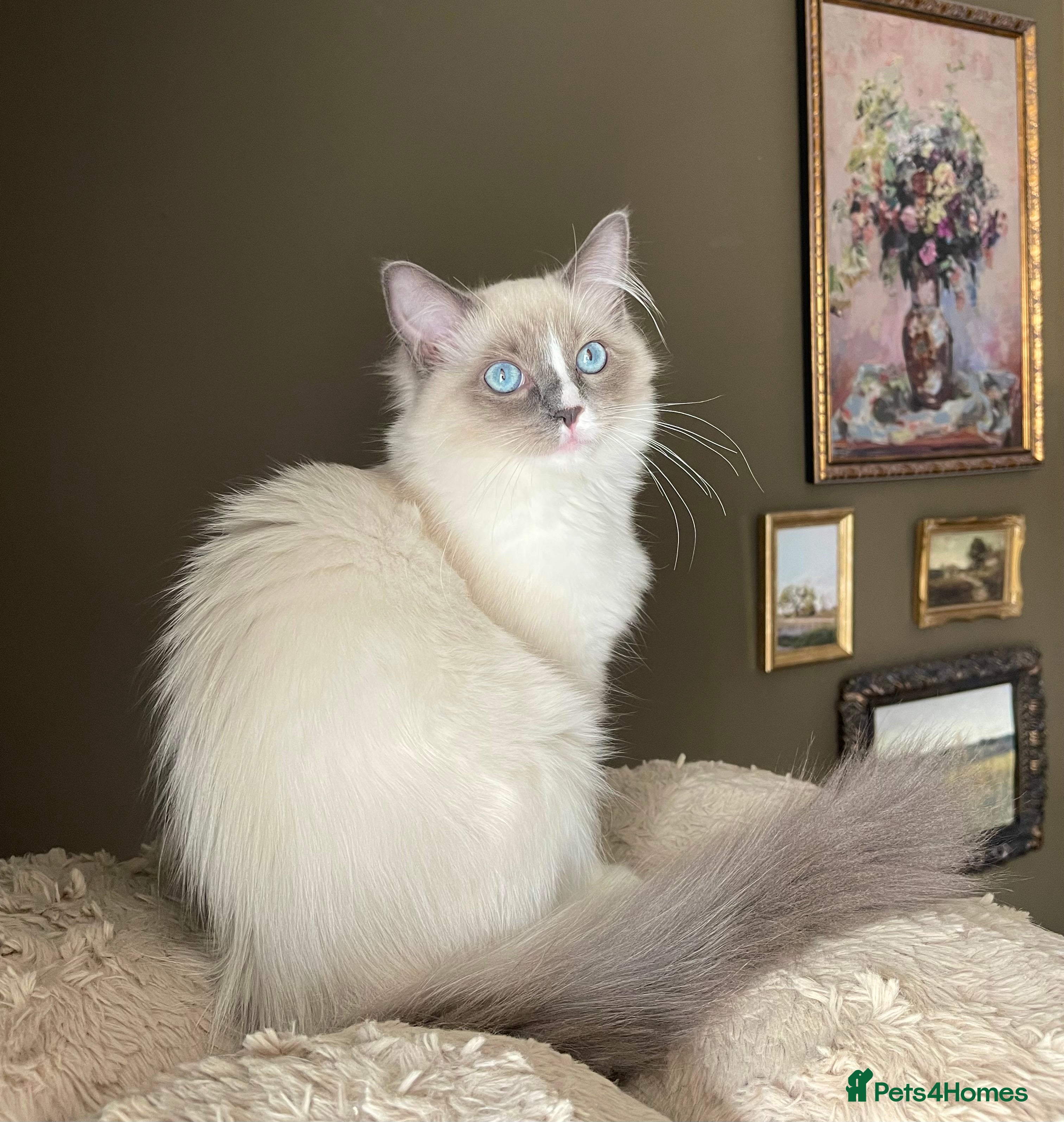 Ragdoll cats Last Girl! European Purebred Ragdoll 🍼 - Advert 1