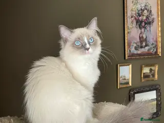 Ragdoll cats Last Girl! European Purebred Ragdoll 🍼 - Advert 1