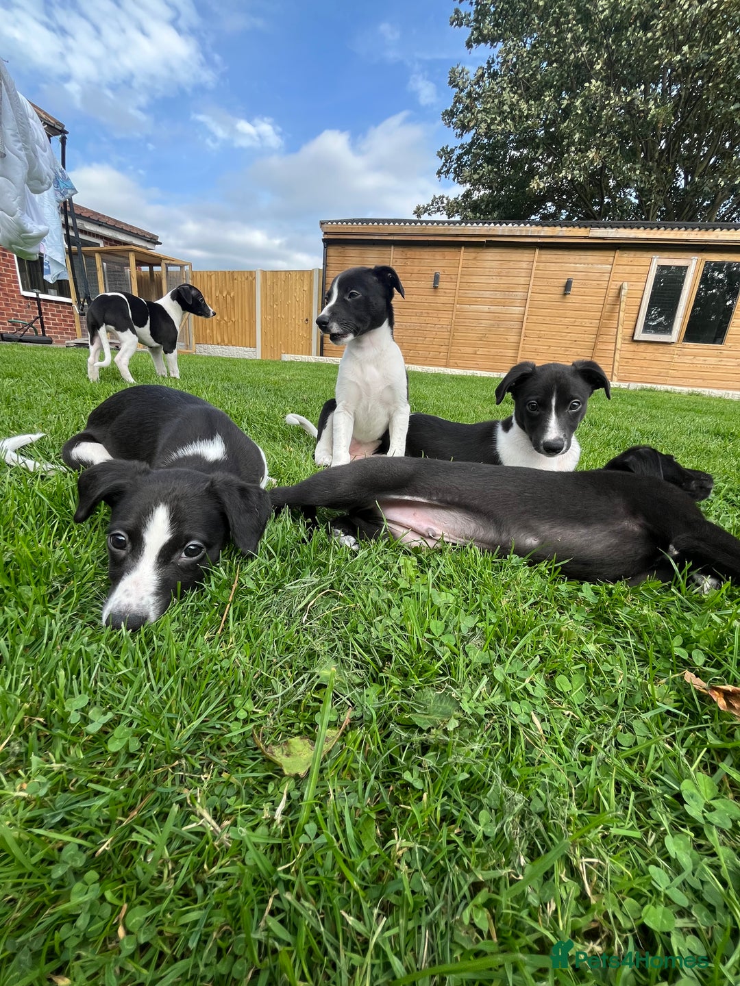 Whippet dogs for sale: Whippets  - Image 4