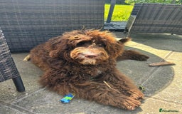 Mixed Breed dogs for sale: Gentle Giant Bernedoodles - Image 6
