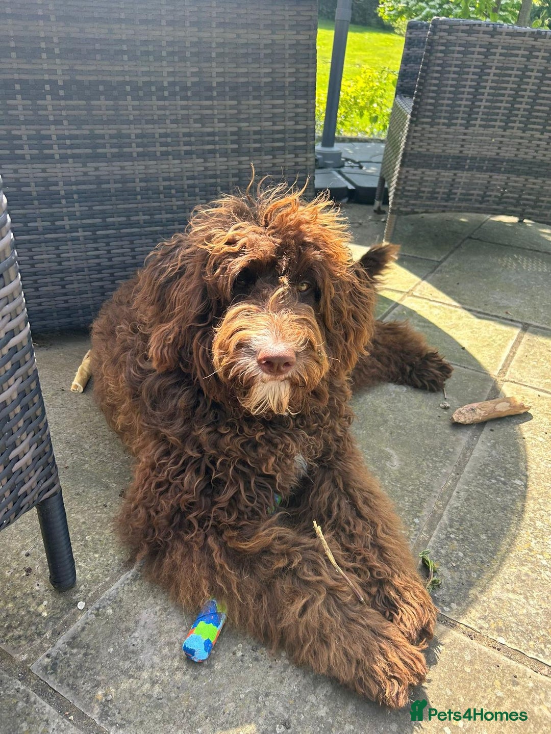 Mixed Breed dogs for sale: Gentle Giant Bernedoodles - Image 6