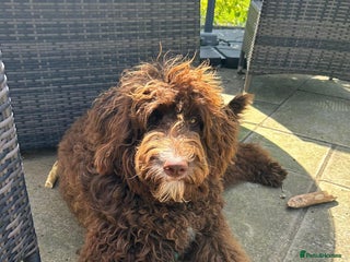 Bernedoodle dogs Gentle Giant Bernedoodles - Advert 2