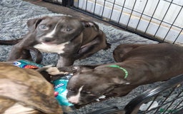 Mixed Breed dogs for sale: Presa/American Johnson bulldog - Image 38