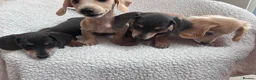Miniature Dachshund dogs for sale: ***mini dachshund *** - Advert 24