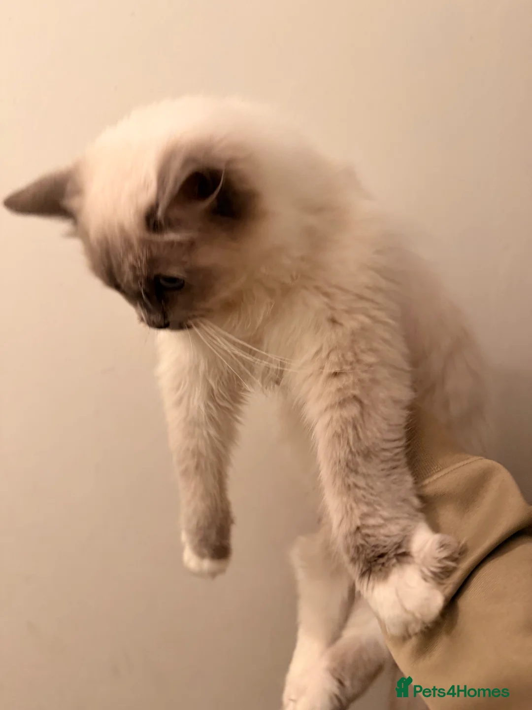Ragdoll cats for sale: Loving Male Ragdoll in London - Advert 4