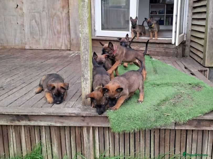 Mixed Breed dogs Belgian Malinois puppies  - Advert 1