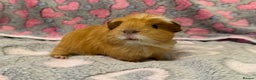 Guinea Pig rodents for sale: Beautiful Guinea pig babies  - Advert 8