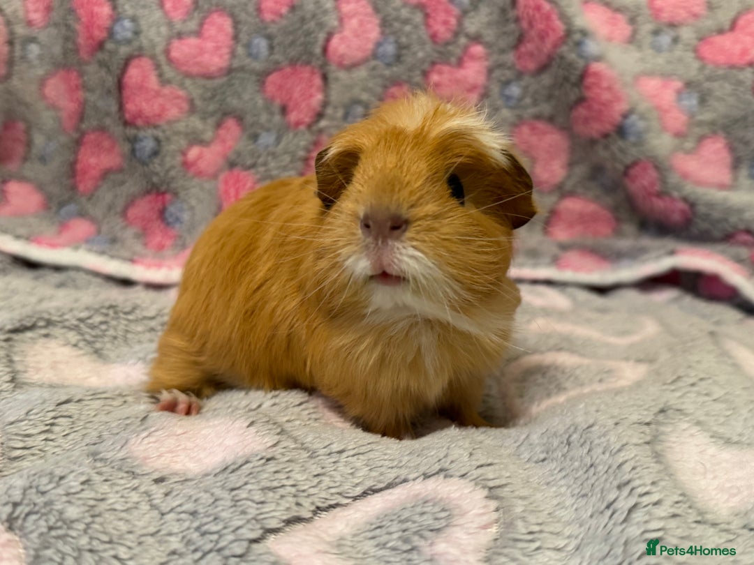Guinea Pig rodents for sale: Beautiful Guinea pig babies  - Advert 8