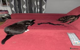 British Longhair cats for sale: Kittens are ready to go  - Image 21