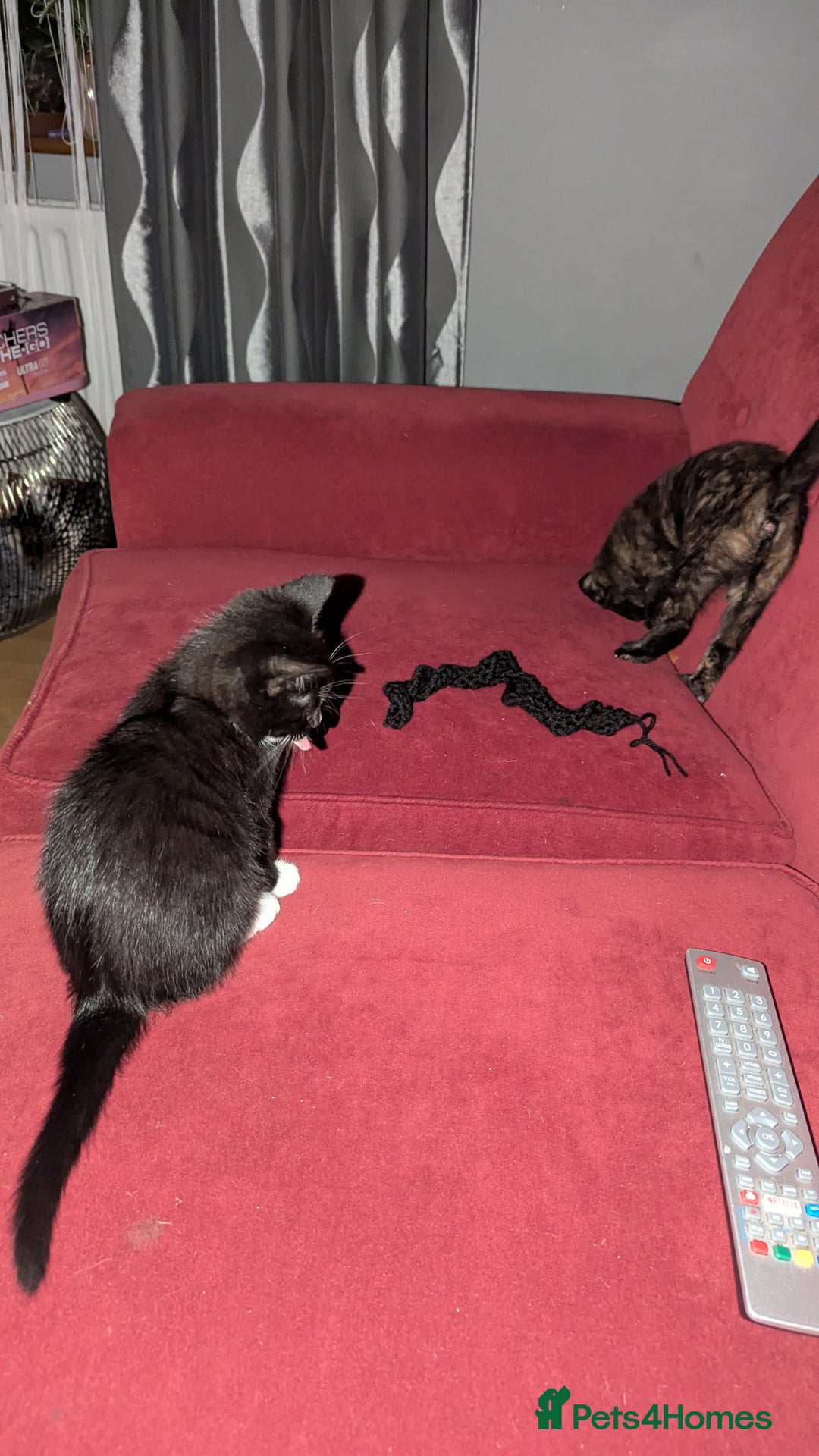 British Longhair cats for sale: Kittens are ready to go  - Image 21