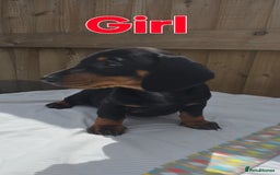Dachshund dogs for sale: "READY GO STUNING 5 STANDARD DACHSHUND PUPPIES  - Image 5