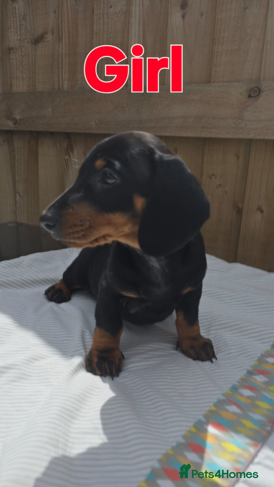 Dachshund dogs for sale: "READY GO STUNING 5 STANDARD DACHSHUND PUPPIES  - Image 5