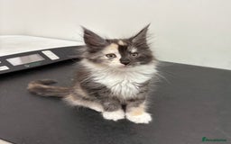 Maine Coon cats for sale: Stunning TICA REGISTERED Maine Coon kittens  - Image 9