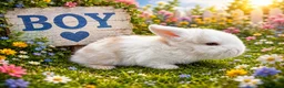 Mini Lop rabbits for sale: A beautiful selection of baby buns - Advert 3
