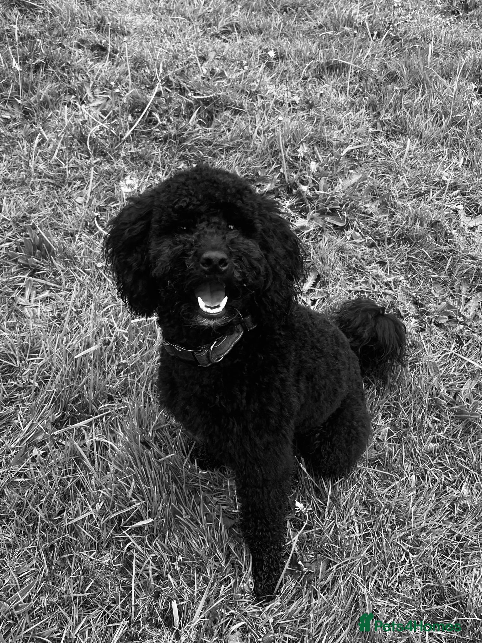 Mini Goldendoodle dogs 🐶KC Registered F1bb Mini Goldendoodle–Stud Dog! - Advert 1