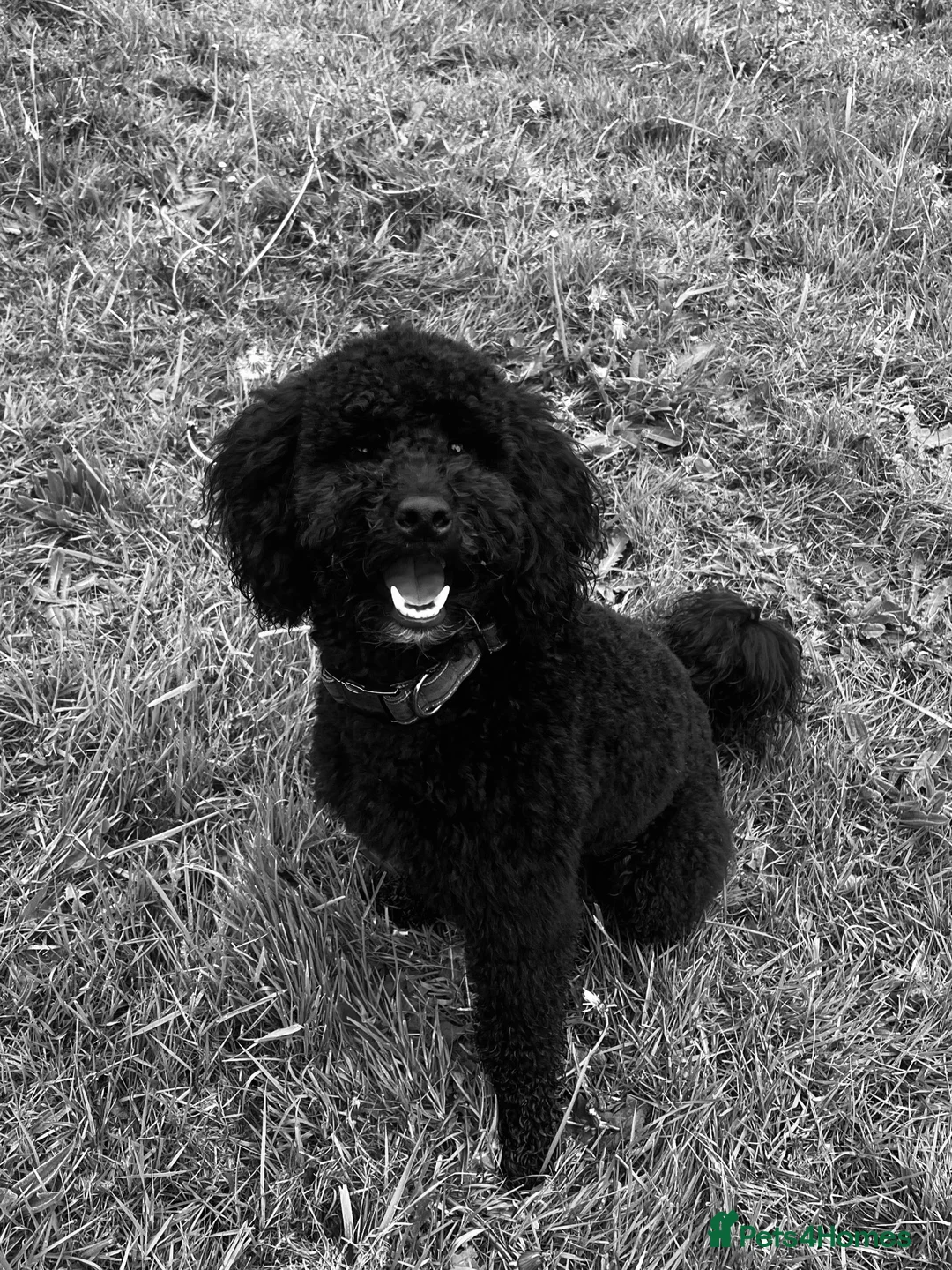 Mini Goldendoodle dogs for stud: 🐶KC Registered F1bb Mini Goldendoodle–Stud Dog! in Dereham - Advert 1