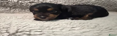 Jackapoo 2