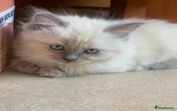Ragdoll cats for sale: Splendid fluffy Ragdolls - Image 2