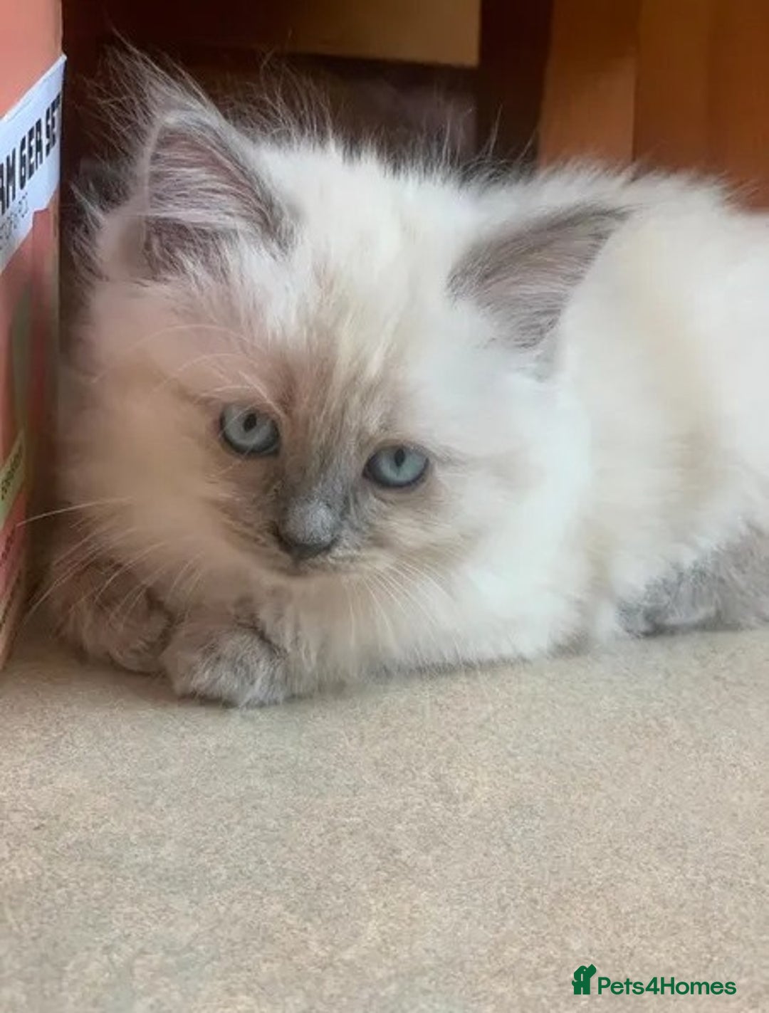 Ragdoll cats for sale: Splendid fluffy Ragdolls - Image 2