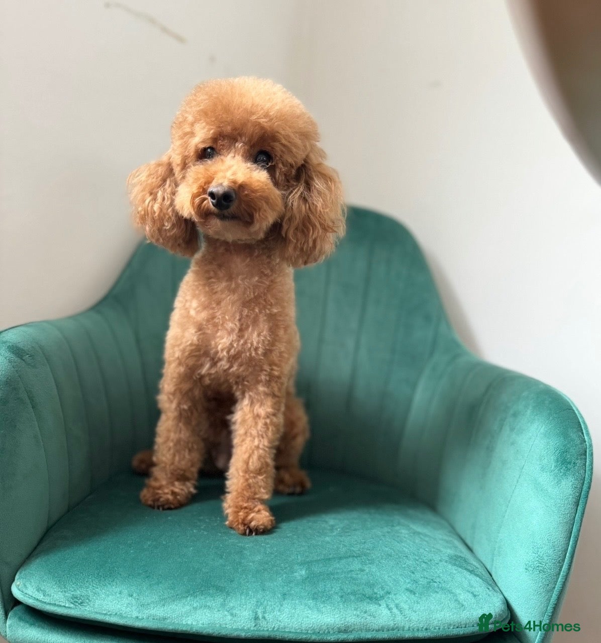 Toy Poodle dogs for sale: Red Toy poodle 🐩❤️ - Advert 1