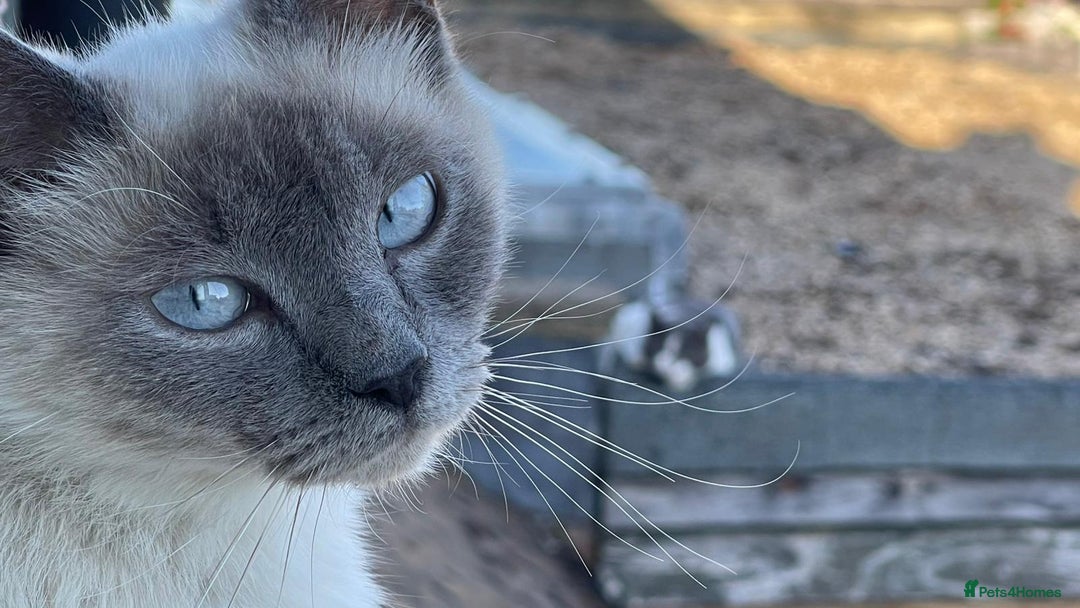 British Shorthair cats for sale: British Blue shorthair, Lilac, Colorpoint Kittens - Image 27
