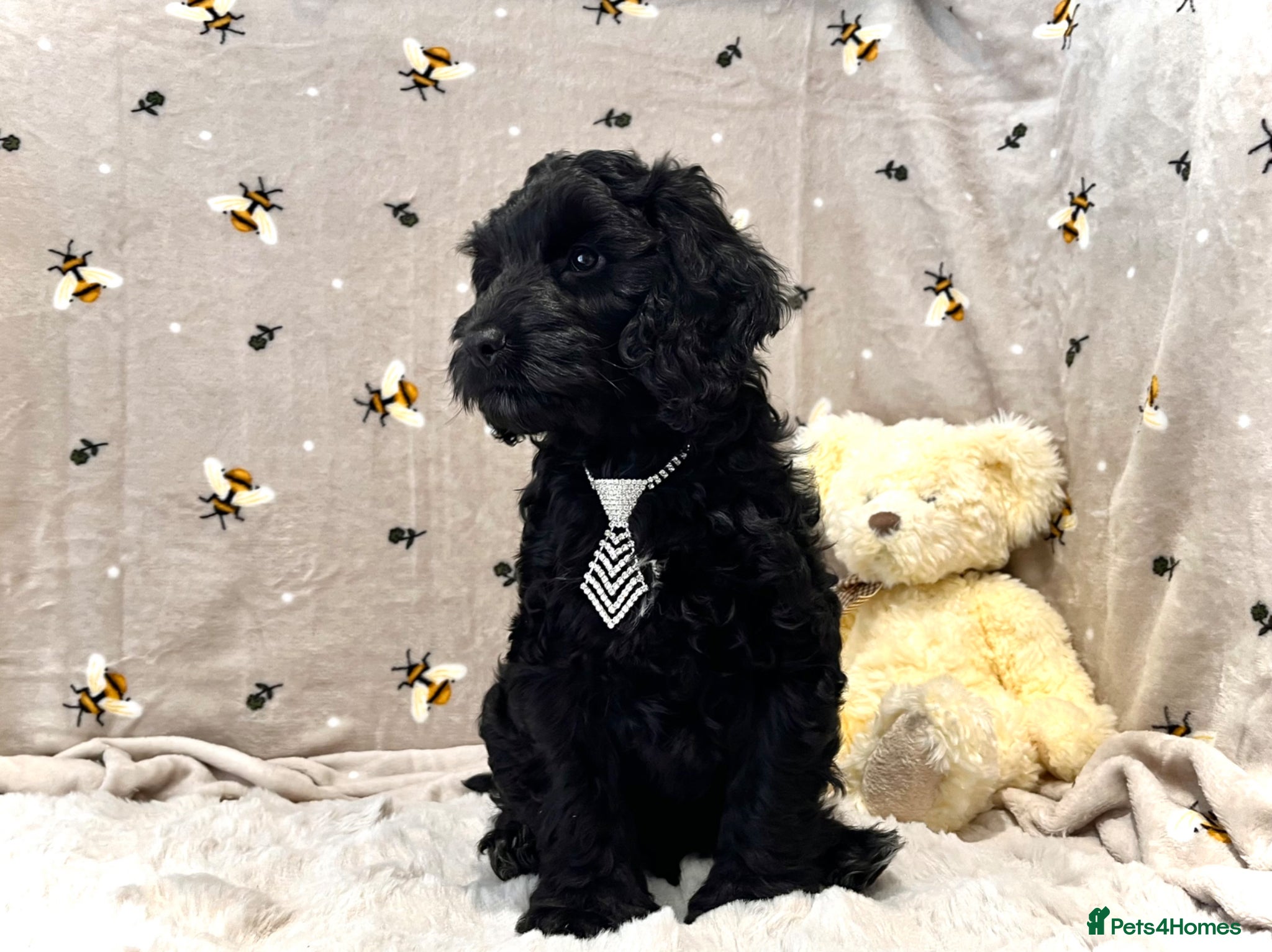 Cockapoo dogs ❤️Gentle & Affectionate Mini DNA CLEAR F1 Cockapoo - Advert 2