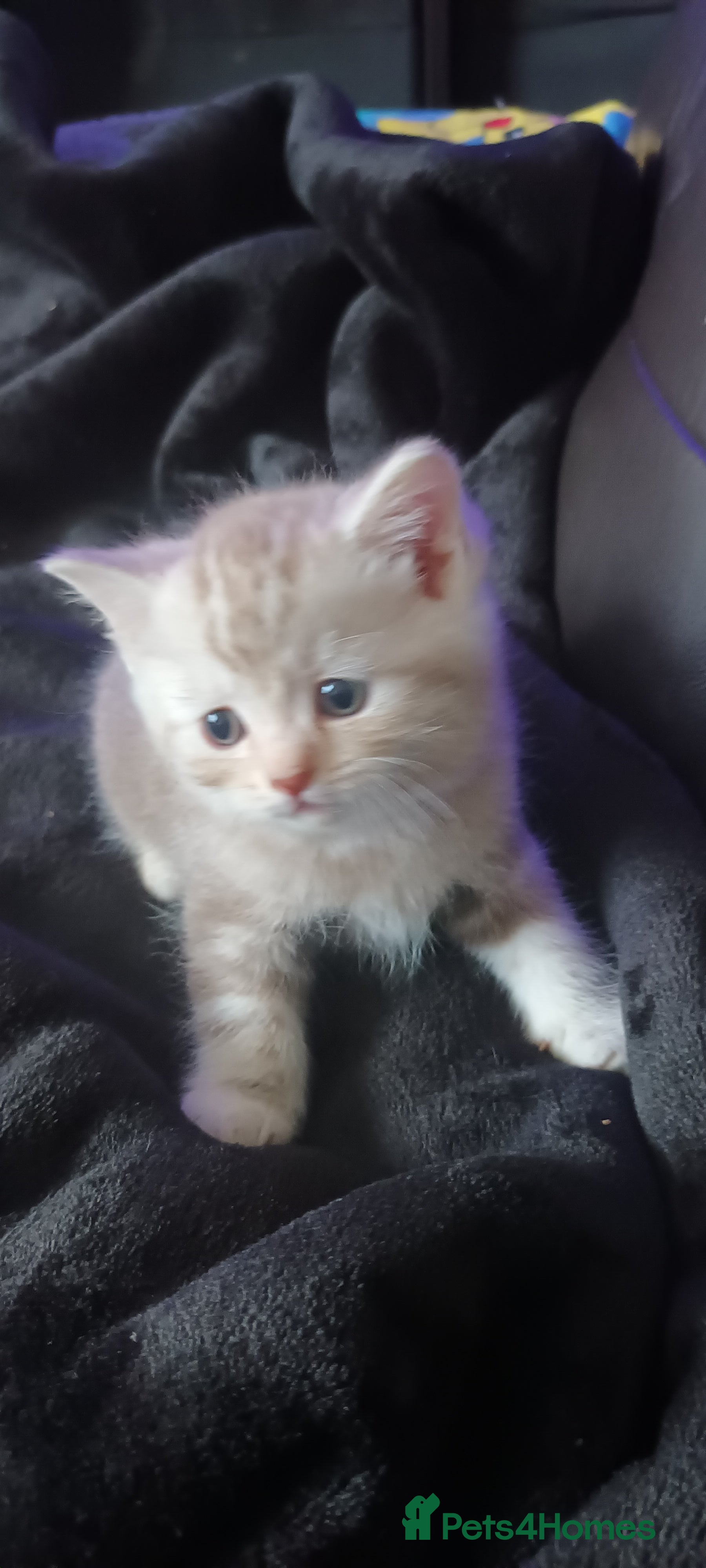 British Shorthair cats British shorthair - Advert 11