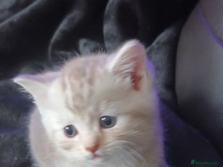 British Shorthair cats British shorthair - Advert 11