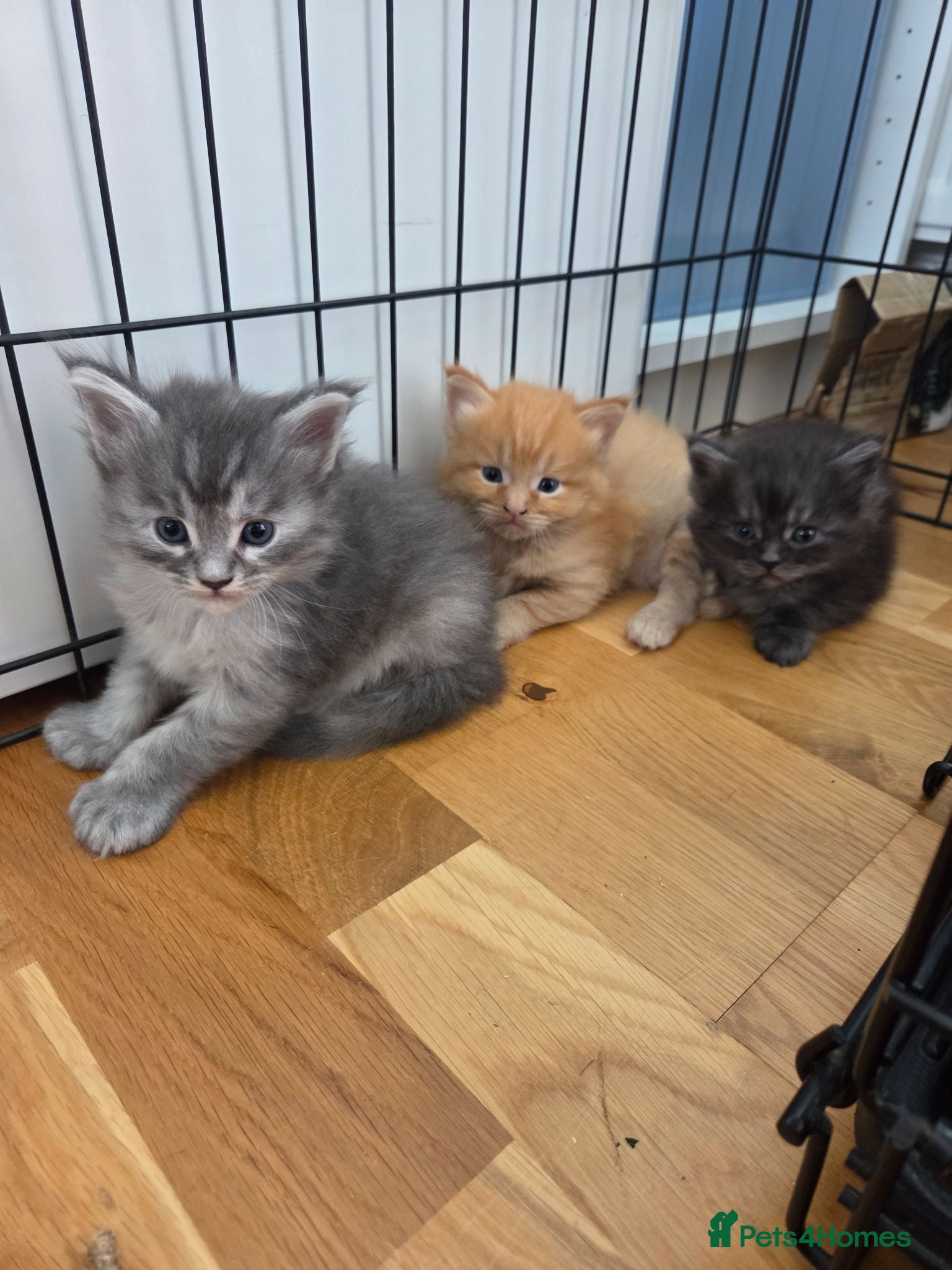 Maine Coon cats Gorgeous Playful Maine Coon x Ragdoll Mix Kittens - Advert 18