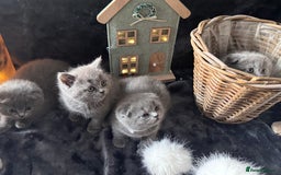 Scottish Fold cats for sale: Beautiful British Shorthair Scottish Fold Kittens - Advert 13