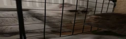 Persian cats for sale: Stunning Persian chinchilla kittens  - Advert 34
