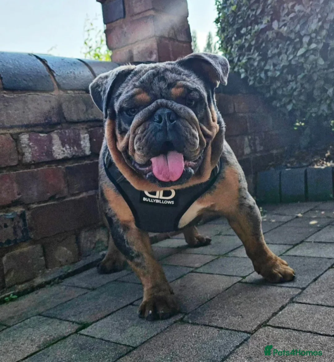 English Bulldog dogs for stud: **RogueRoyales Stud Famous** Health Tested Clear  in Wolverhampton - Advert 7