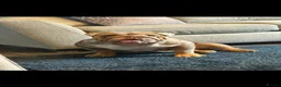 English Bulldog dogs for sale: English bulldog puppies  - Advert 6