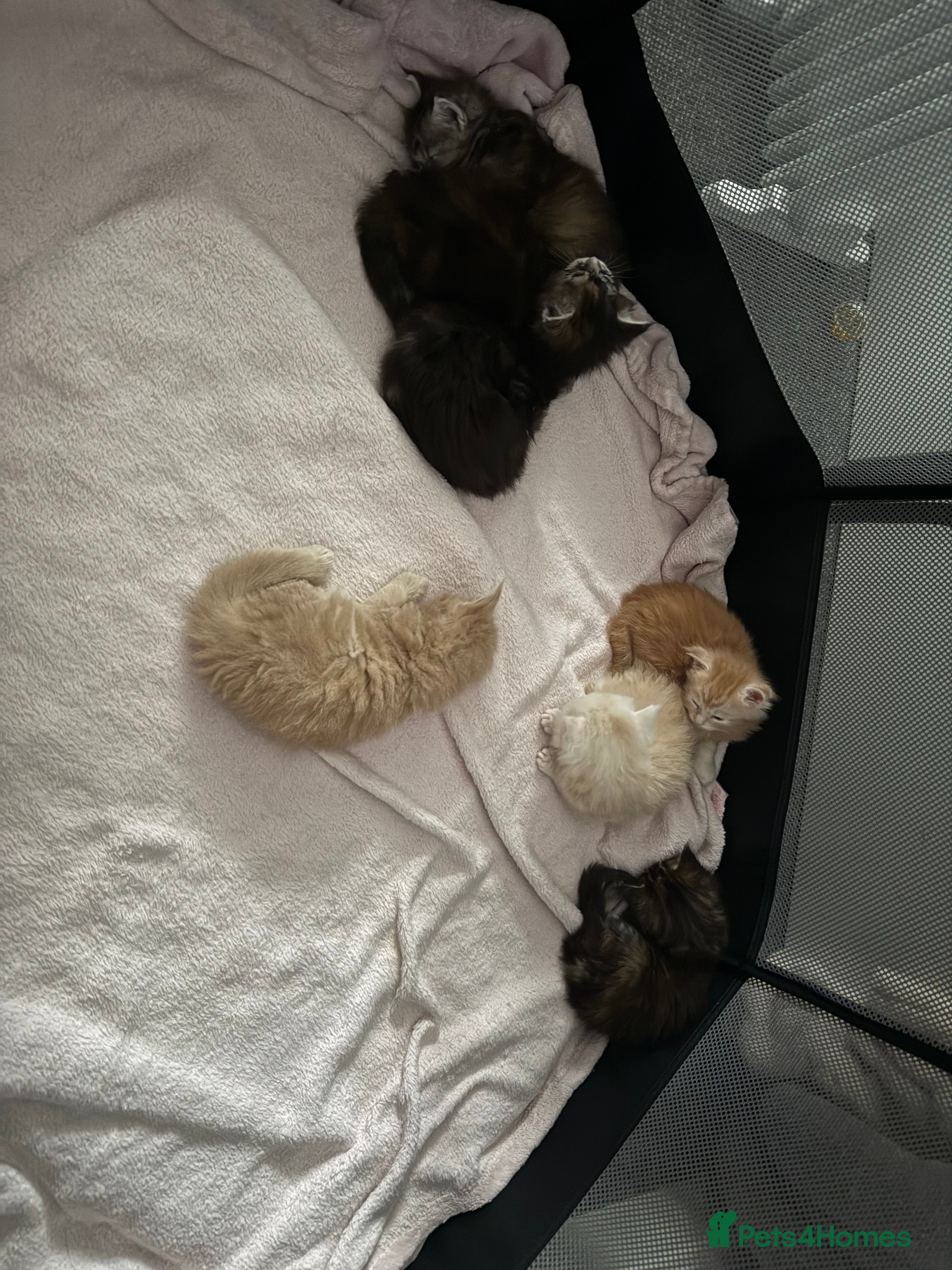 Maine Coon cats 7 beautiful Maine coon full breed kittens  - Advert 2