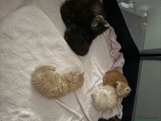 Maine Coon cats 7 beautiful Maine coon full breed kittens - Advert 17