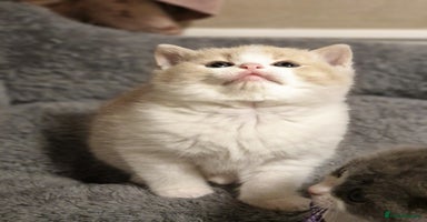 British Shorthair cats British short hair+Ragdoll  - Advert 11