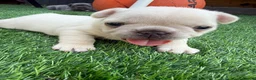 French Bulldog dogs for sale: French Bulldog Puppies - Advert 2