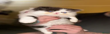 Persian Kitten 4