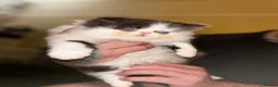 Persian cats for sale: 💖💖🐱💙💙 Persian kittens 💙💙🐱💖💖 - Advert 19