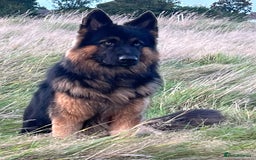 German Shepherd dogs for stud: Herman Kennel Club registered GSD-stud in Doncaster - Image 3