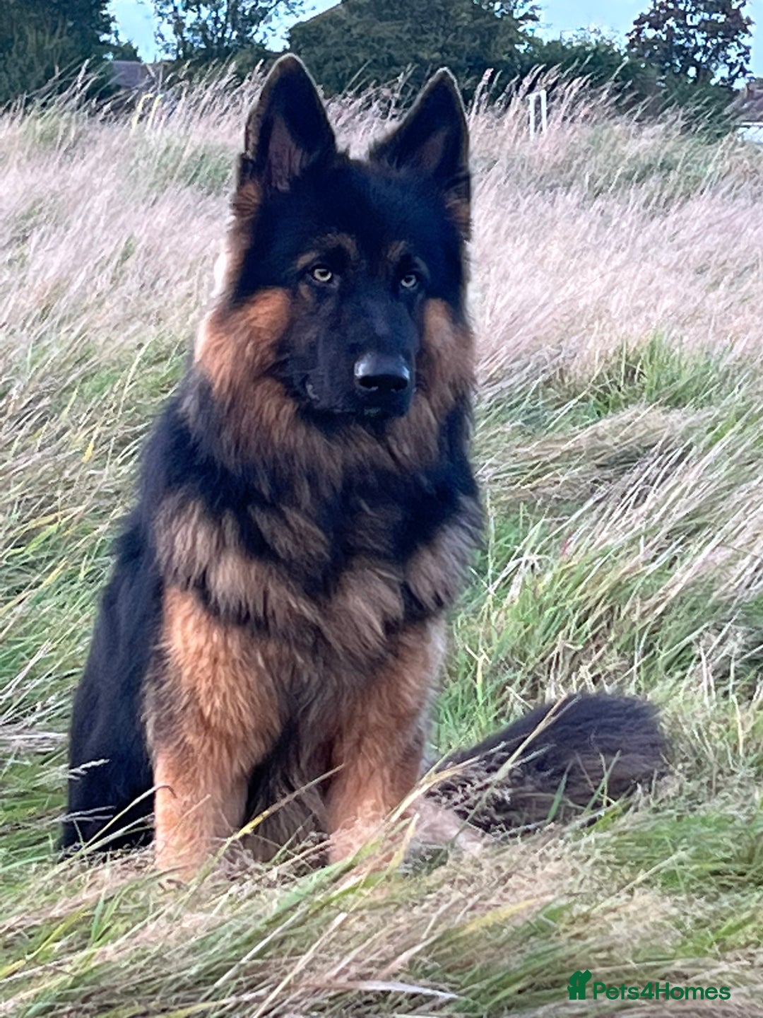 German Shepherd dogs for stud: Herman Kennel Club registered GSD-stud in Doncaster - Image 3
