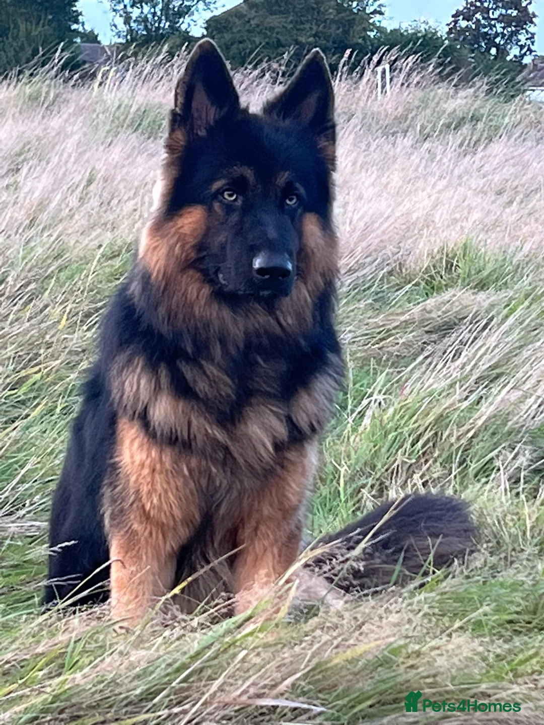German Shepherd dogs for stud: Herman Kennel Club registered GSD-stud in Doncaster - Advert 3
