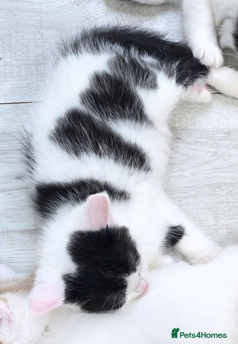 Mixed Breed cats Semi long haired mix Ragdoll heart-shaped markings - Advert 2