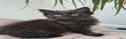 Siberian cats for sale: 4 hypoallergenic Siberian kittens  - Advert 12