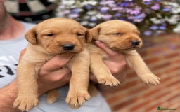 Labrador Retriever dogs for sale: Health Tested Working Labradors  - Image 10