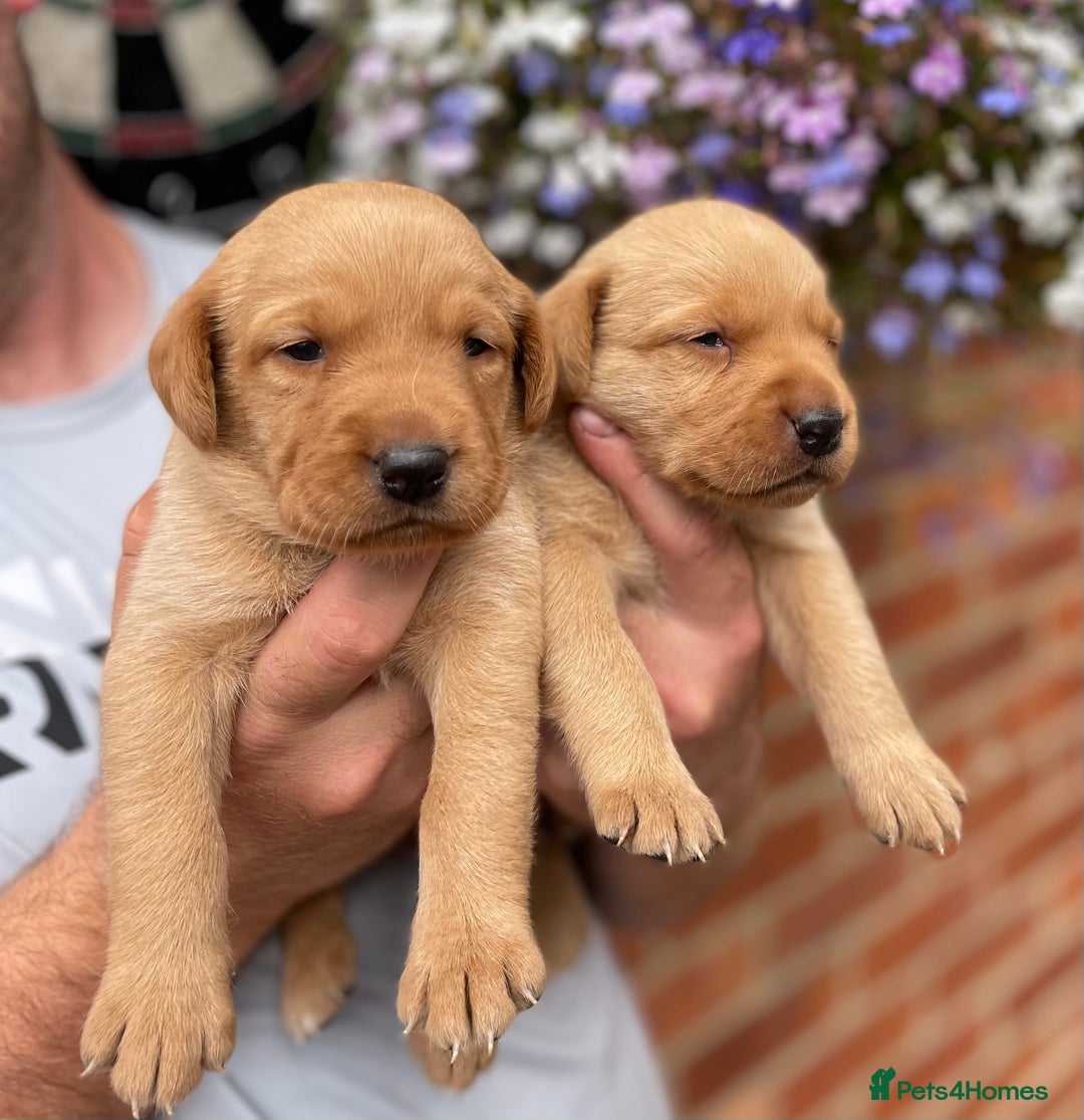 Labrador Retriever dogs for sale: Health Tested Working Labradors  - Image 10